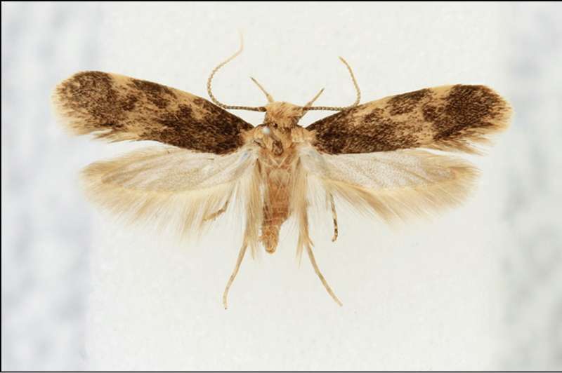 New moth in Europe: A southern hemisphere species now resident in Portugal