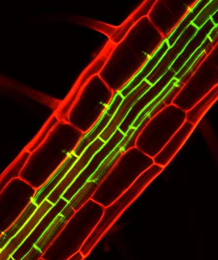 New peptide hormone aids waterproof barrier formation in plant roots