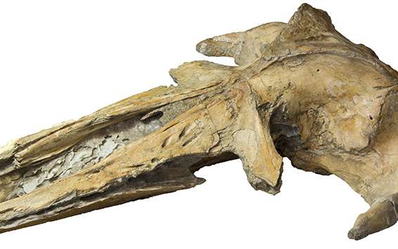 New Peruvian whale fossil discovery sheds light on whale lineages