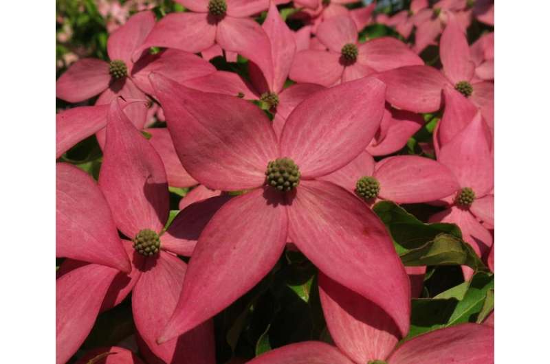 New pink dogwood adds breakthrough color to the landscape