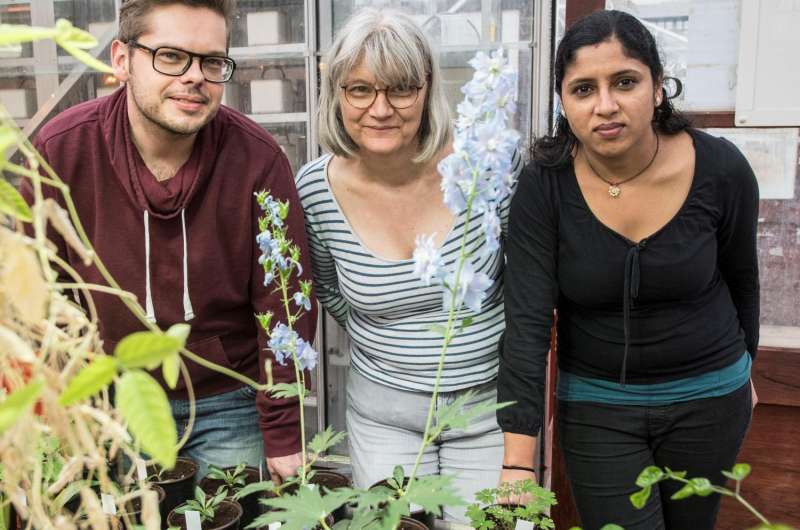 New plant research solves a colorful mystery