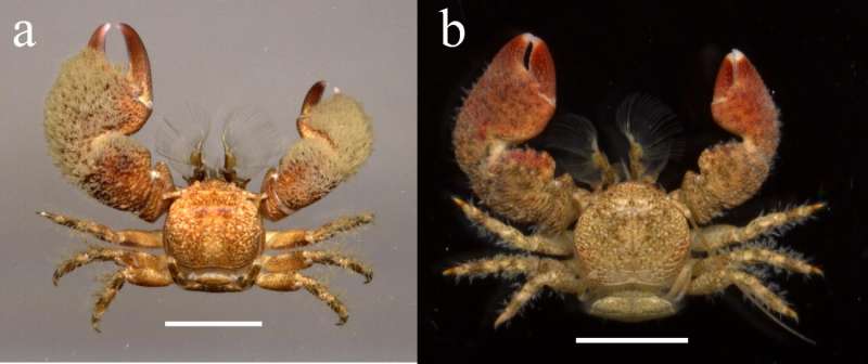 New porcelain crab species from Colombia named