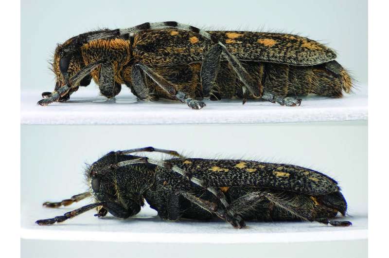 New proposal for a subspecies definition triggered by a new longhorn beetle subspecies