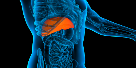 New regulator for liver regeneration