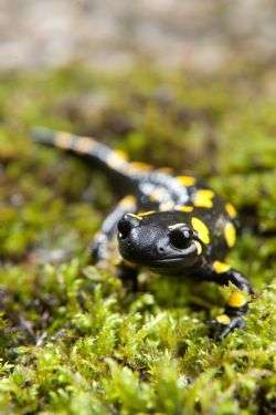 New research explores the effect of winter dormancy on cold-blooded cognition