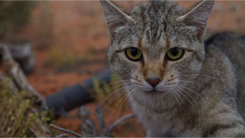 New research: Feral cats now cover over 99.8 percent of Australia