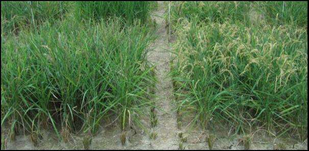 New rice fights off drought