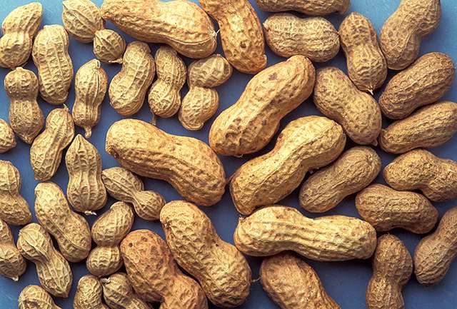 New sensor system for improved peanut drying
