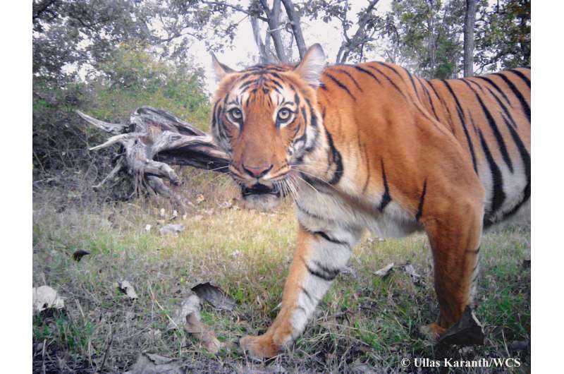 News from WCS: Tiger breakthrough: Camera trap time stamps provide valuable data for conservationist