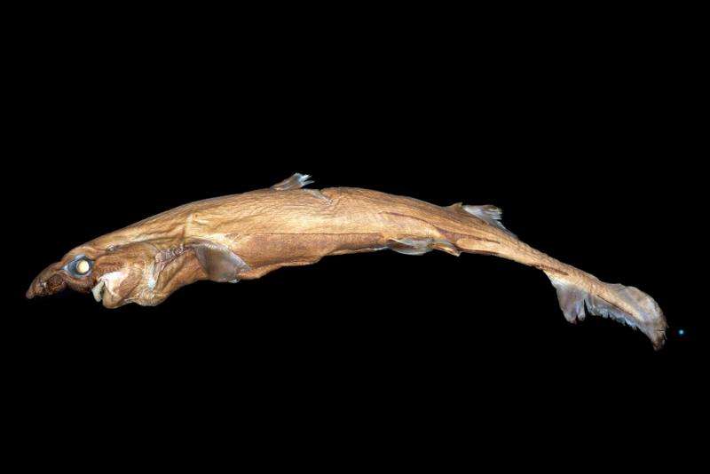 New shark species glows in the dark, weighs two pounds and has a huge nose