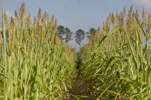 New sorghum cultivars can produce thousands of gallons of ethanol