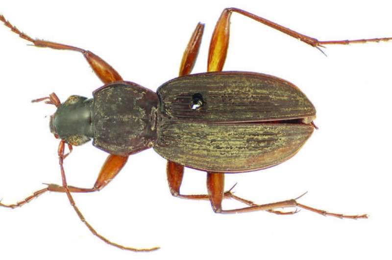 New species of ground beetle described from a 147-year-old specimen