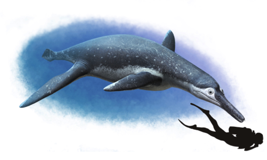 New species of bus-sized fossil marine reptile unearthed in Russia