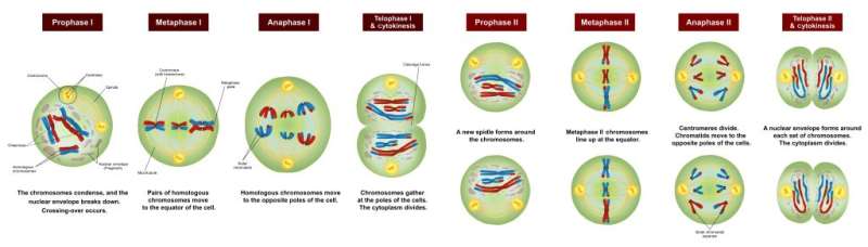 New steps in the meiosis chromosome dance