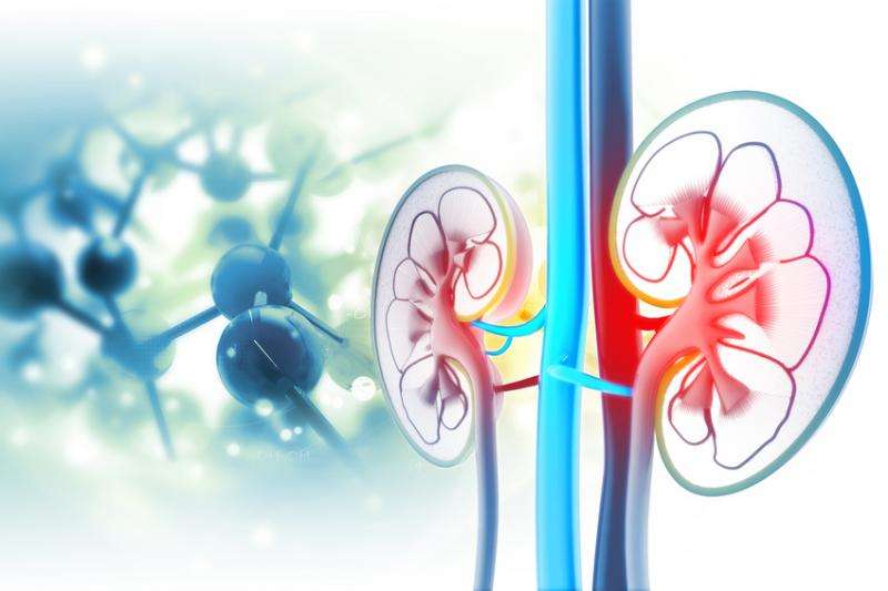 New strategies for donor kidney preservation