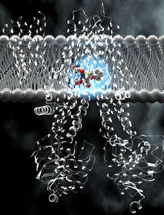 New structural studies reveal workings of a molecular pump that ejects cancer drugs