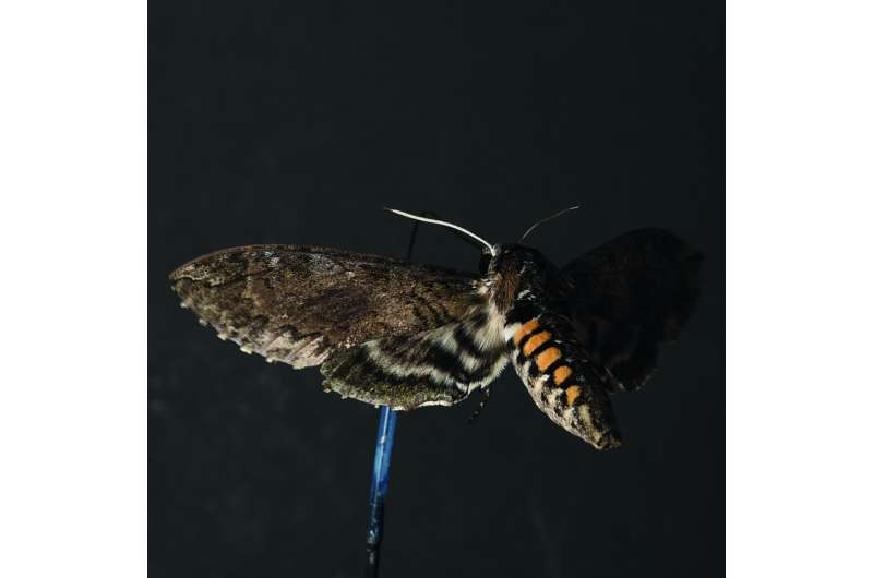 New study changes view on flying insects