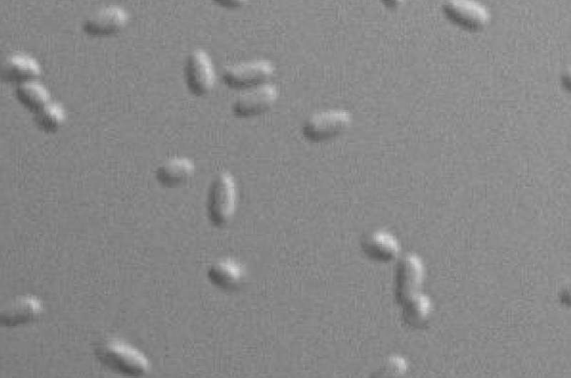 New study explains extraordinary resilience of deadly bacterium