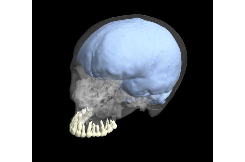 New study finds evolution of brain and tooth size were not linked in humans