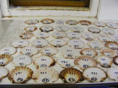 New study on how shellfish create their shells