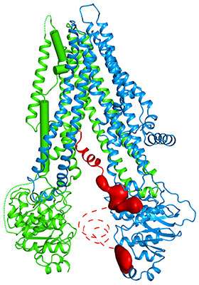 New study resolves the structure of the human protein that causes cystic fibrosis