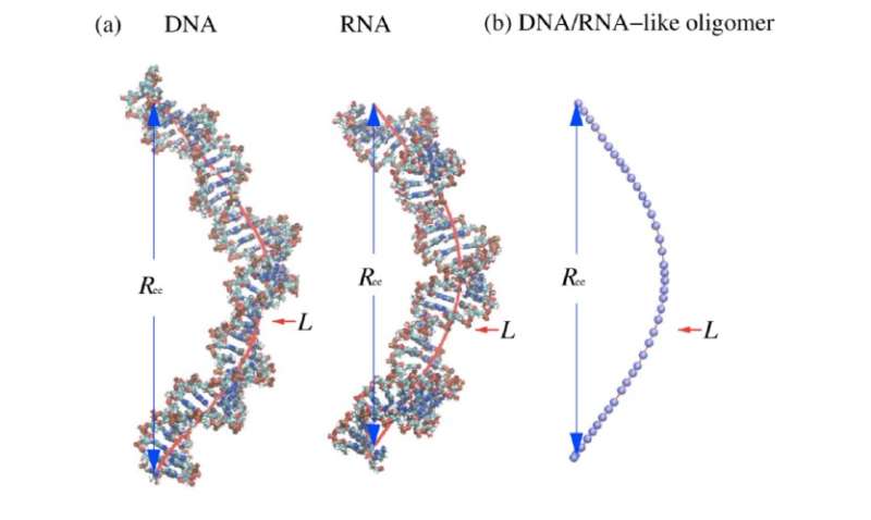 New theory of polymer length provides improved estimates of DNA and RNA size