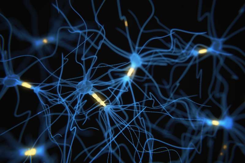New tool offers snapshots of neuron activity