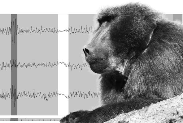 New tools to spy on raiding baboons in suburbs of Cape Town, South Africa