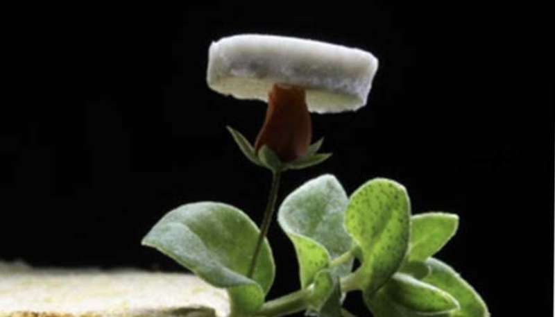 New ultralight silver nanowire aerogel is boon for energy and electronics industries
