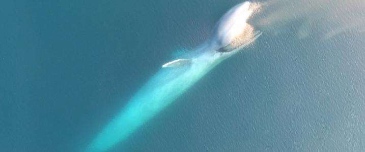 New video shows how blue whales employ strategy before feeding