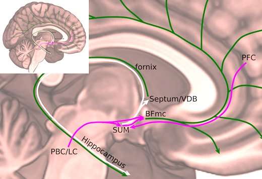 New wake-promoting node pinpointed in brain