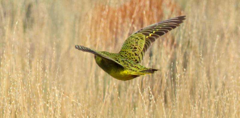 Night parrot rediscovery in WA raises questions for mining