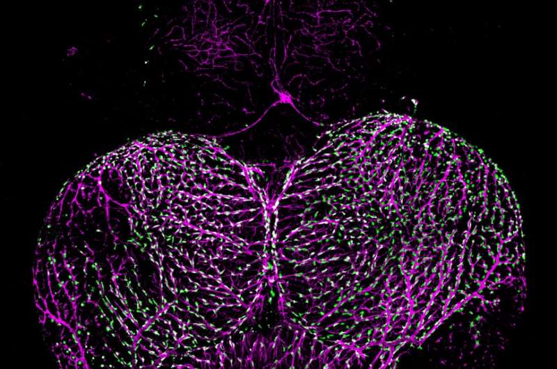 NIH researchers trace origin of blood-brain barrier 'sentry cells'