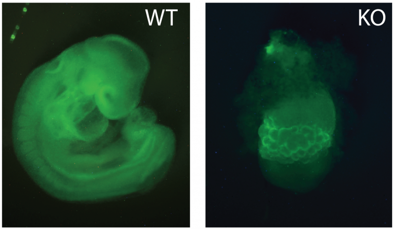 NIH researchers identify key regulator of fetal growth in mice