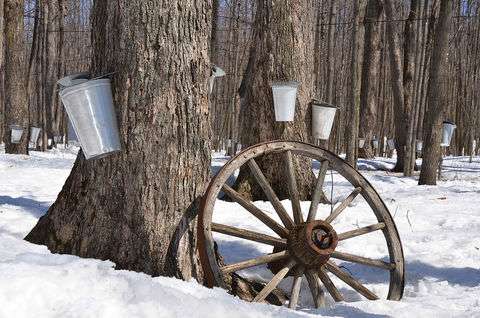 NIST metrology and the maple syrup industry
