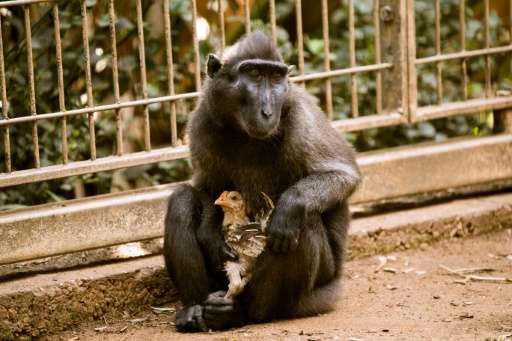 Niv, a four-year-old Indonesian black macaque, holds a young chicken at the Ramat Gan Safari Park near Tel Aviv on August 25, 20