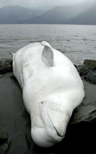 NOAA releases plan for Alaska endangered beluga whales