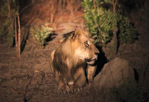 No longer king of the jungle: New fund to aid Africa's lions