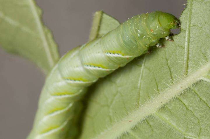 No microbes? No problem for caterpillars