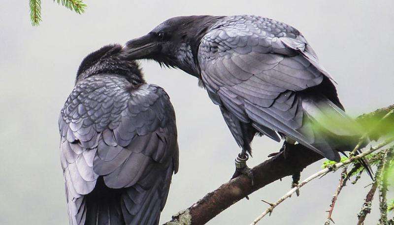 Non-breeding ravens live in highly dynamic social groups