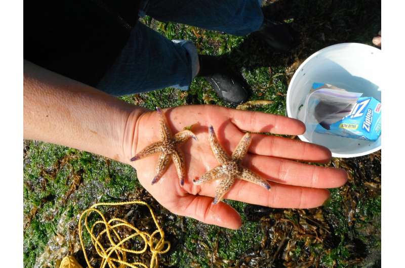 Non-native species from Japanese tsunami aided by unlikely partner: Plastics