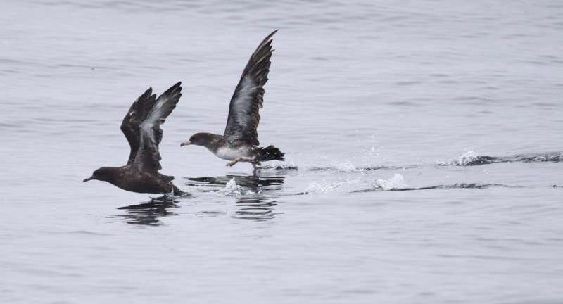 Nonresident seabirds forage along the continental shelf break in Central California