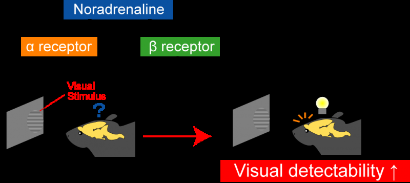 Noradrenaline enhances vision through β-adrenergic receptors