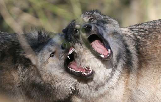 Norway is home to nine breeding wolf packs
