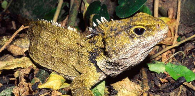 Not a lizard nor a dinosaur, tuatara is the sole survivor of a once-widespread reptile group