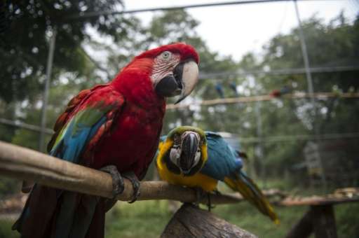 Not a single wing flutters in the Seropedica aviary near Rio de Janeiro, where Macaws and other birds are learning how to fly ag