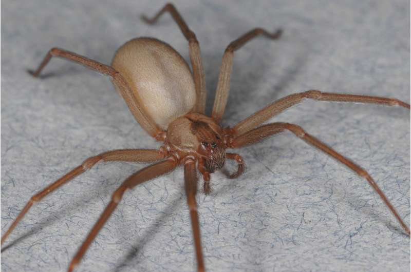 No, that's not a brown recluse spider bite