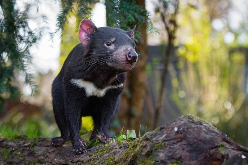 Not survival of the fittest for Tassie devils