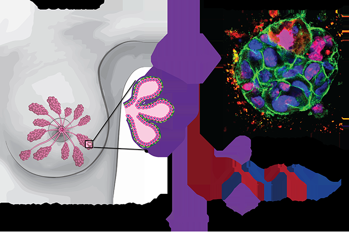 Novel 3-D extracellular matrix for predictive and effective breast cancer treatment