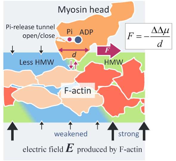 Novel intermolecular surface force reveals actomyosin driving mechanism